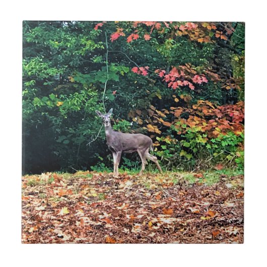 Hirsche im Wald, Oregon Fliese (Vorderseite)