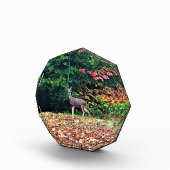 Hirsche im Wald, Oregon Fotoblock (Rechts)