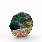 Hirsche im Wald, Oregon Fotoblock (Links)