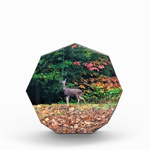 Hirsche im Wald, Oregon Fotoblock