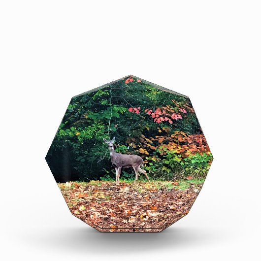 Hirsche im Wald, Oregon Fotoblock (Vorderseite)