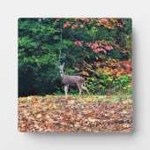 Hirsche im Wald, Oregon Fotoplatte (Vorderseite)