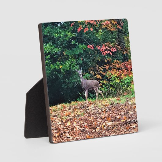 Hirsche im Wald, Oregon Fotoplatte (Vorderseite)