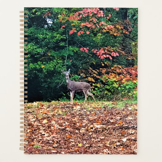 Hirsche im Wald, Oregon Planer (Vorderseite)