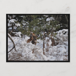 Hirsche im Wald Postkarte