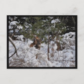 Hirsche im Wald Postkarte (Vorderseite)