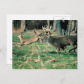 Hirsche im Wald Postkarte (Vorne/Hinten)