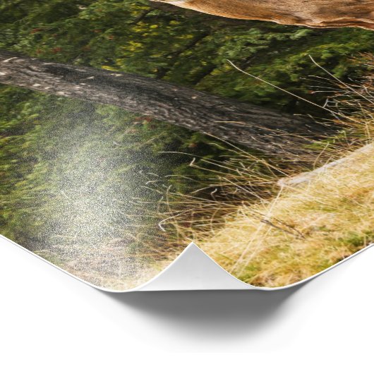 Hirsche in Alberta Kanada Fotodruck (Ecke)