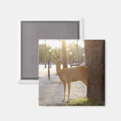 Hirsche in der Stadt Magnet (Vorderseite/Rückseite)
