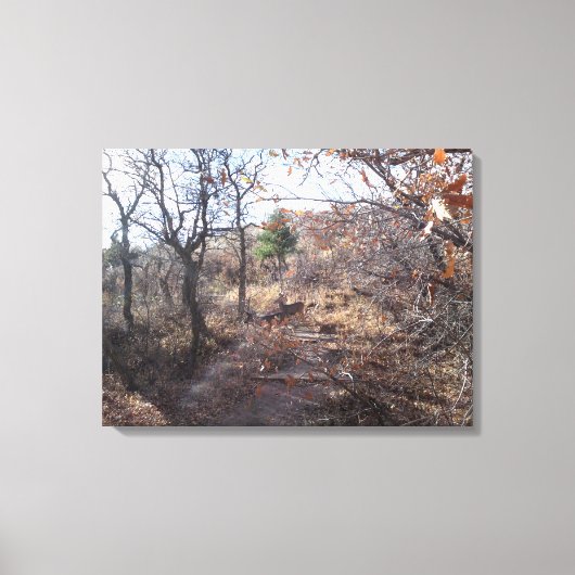 Hirsche in der Woods Canvas Print Leinwanddruck (Vorderseite)