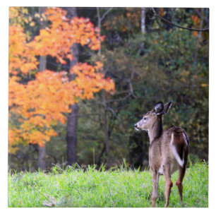 Hirsche in einem Herbstfeld II Fliese