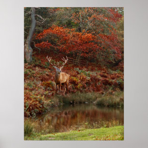 Hirsche in Herbstfarben Poster