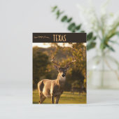 Hirsche in New Braunfels Texas Postkarte (Stehend Vorderseite)