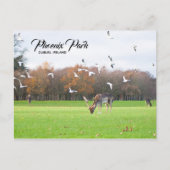 Hirsche in Phoenix Park Dublin Postcard Postkarte (Vorderseite)