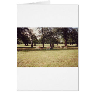 Hirsche in Richmond Park