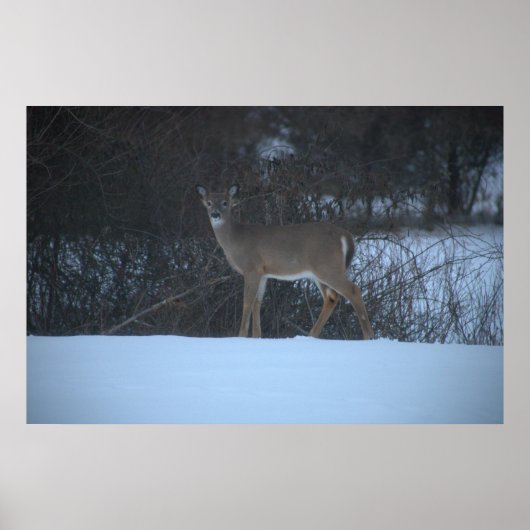 Hirsche in Schneeplakat Poster (Vorne)