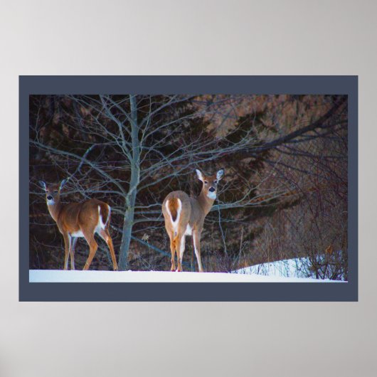 Hirsche in Schneeplakat Poster (Vorne)
