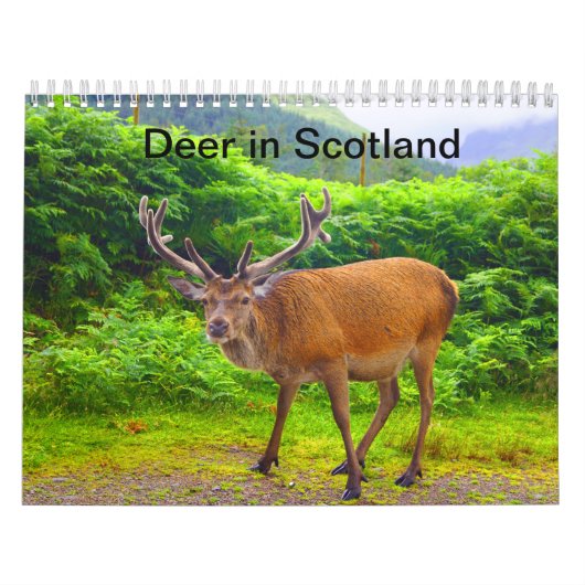 Hirsche in Schottland - Kalender (Titelbild)