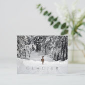 Hirsche in Snowy Clearing, Glacier National Park, Postkarte (Stehend Vorderseite)
