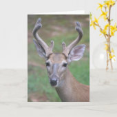 Hirsche mit Antlers Card Karte (Gelbe Blume)