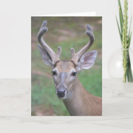 Hirsche mit Antlers Card Karte