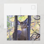 Hirsche Nah-up Postkarte (Vorne/Hinten)