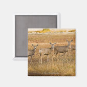 Hirsche (Odocoileus hemionus) verlassen Magnet (Vorderseite/Rückseite)