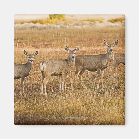 Hirsche (Odocoileus hemionus) verlassen Magnet (Vorne)