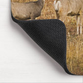 Hirsche (Odocoileus hemionus) verlassen Mousepad (Ecke)