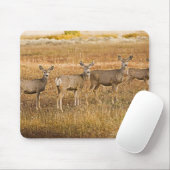 Hirsche (Odocoileus hemionus) verlassen Mousepad (Mit Mouse)