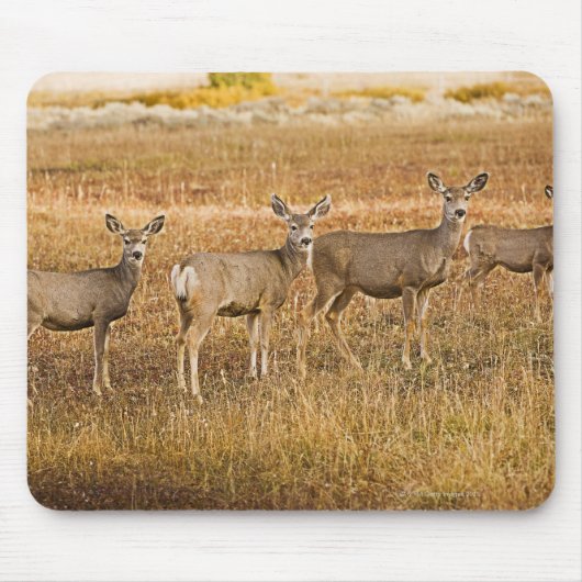 Hirsche (Odocoileus hemionus) verlassen Mousepad (Vorne)