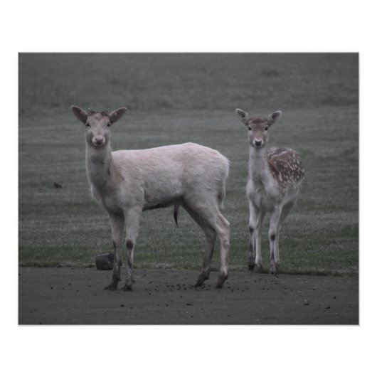 Hirsche Poster (Vorderseite)