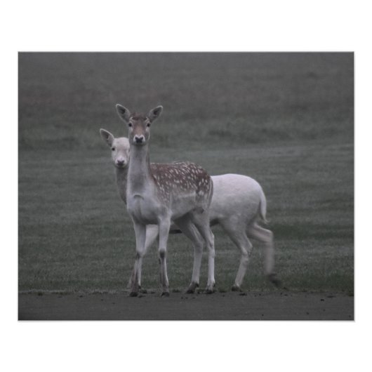 Hirsche Poster (Vorderseite)