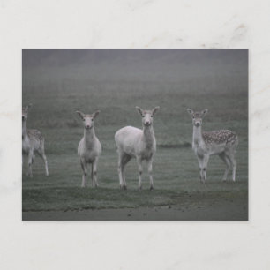 Hirsche Postkarte