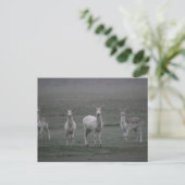 Hirsche Postkarte (Stehend Vorderseite)