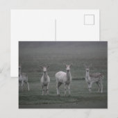 Hirsche Postkarte (Vorne/Hinten)
