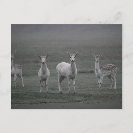 Hirsche Postkarte (Vorderseite)