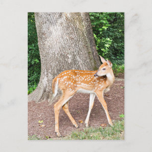 Hirsche Postkarte