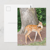 Hirsche Postkarte (Vorne/Hinten)