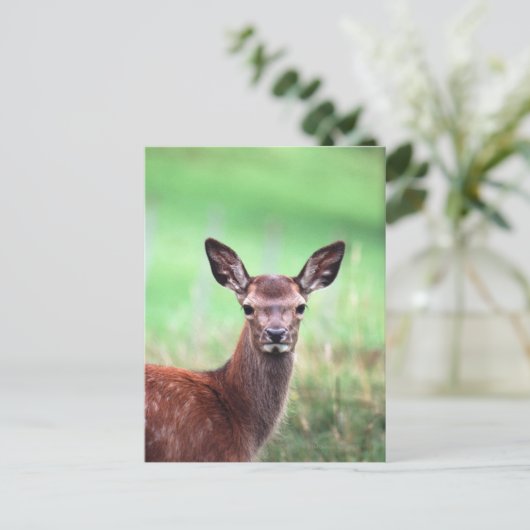 Hirsche Postkarte (Stehend Vorderseite)