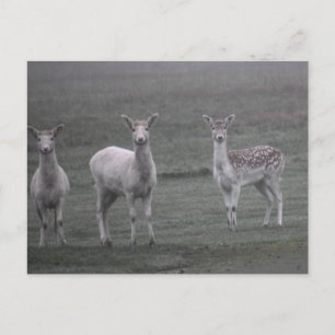 Hirsche Postkarte
