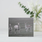 Hirsche Postkarte (Stehend Vorderseite)