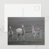 Hirsche Postkarte (Vorne/Hinten)
