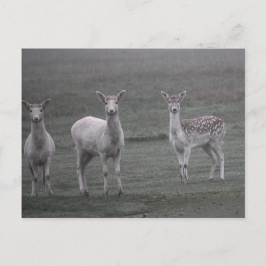 Hirsche Postkarte (Vorderseite)