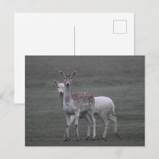 Hirsche Postkarte (Vorne/Hinten)
