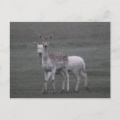 Hirsche Postkarte (Vorderseite)