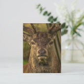 Hirsche Postkarte (Stehend Vorderseite)