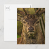 Hirsche Postkarte (Vorne/Hinten)