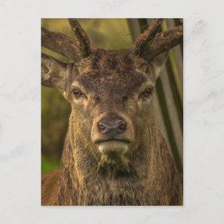 Hirsche Postkarte