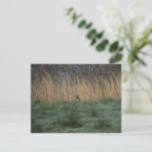 Hirsche postkarte (Stehend Vorderseite)
